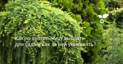 Какую лиственницу выбрать для сада и как за ней ухаживать? - botanichka.ru