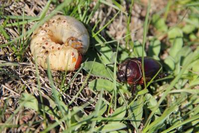 Майский жук: каким растениям угрожает и как бороться с его личинками - ogorod.ru
