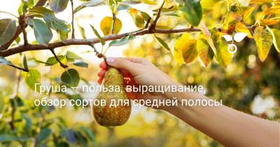 Груша — польза, выращивание, обзор сортов для средней полосы - botanichka.ru
