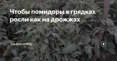 Чтобы помидоры в грядках росли как на дрожжах - zen.yandex.ru
