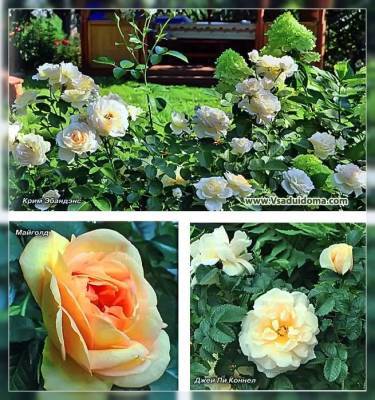 Сорта ранних роз – фото, название + описание - vsaduidoma