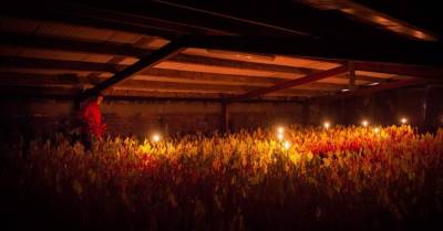 ФОТО: Почему в Англии ревень собирают при свечах (1) - rus.delfi.lv - Англия