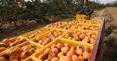 ФОТО: Как в Китае собирают хурму – фрукт, который может навредить человеку (1) - rus.delfi.lv - Китай - Мексика - Филиппины
