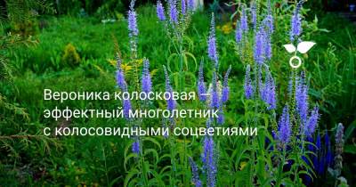 Вероника колосковая — эффектный многолетник с колосовидными соцветиями - botanichka.ru