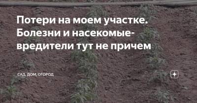 Потери на моем участке. Болезни и насекомые-вредители тут не причем - zen.yandex.ru