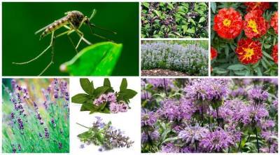 Названы 7 садовых растений, которые действительно защищают от комаров - supersadovnik.ru
