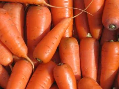Сорт моркови Оленка подвела - sad-dacha-ogorod.com