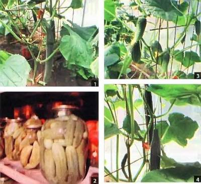 Выращивание огурцов в теплице, на теплой грядке, без химии (Оренбург) - vsaduidoma.com - Оренбург