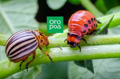 Как избавиться от колорадского жука: 5 способов, которые работают - ogorod.ru