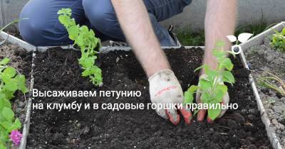 Высаживаем петунию на клумбу и в садовые горшки правильно - botanichka.ru