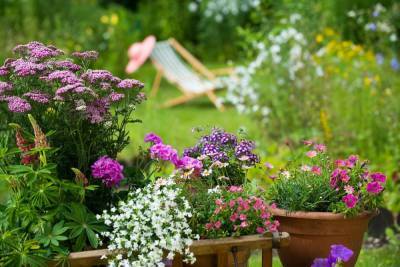 20 растений с розовыми цветками – однолетники и многолетники на любой вкус - ogorod.ru