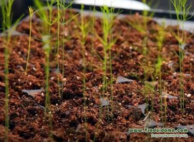 Выращивание спаржи на газоне – мои советы и отзывы - vsaduidoma.com