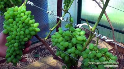 Какая теплица нужна для выращивания винограда в ней? - vsaduidoma