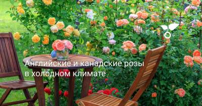 Уильям Шекспир - Английские и канадские розы в холодном климате - botanichka.ru