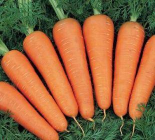 Биологические особенности моркови - sad-dacha-ogorod.com
