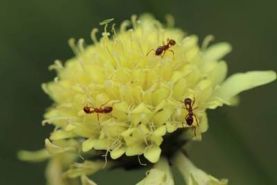 Как избавиться от муравьев на огороде: 5 рекомендаций - belnovosti.by