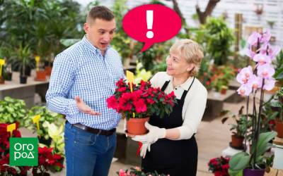5 ошибок, которые вы совершаете при покупке комнатных растений - ogorod.ru