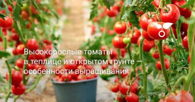 Высокорослые томаты в теплице и открытом грунте — особенности выращивания - botanichka.ru