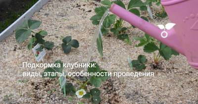 Подкормка клубники: виды, этапы, особенности проведения - botanichka.ru