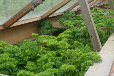 Правда ли, что на даче нельзя выращивать петрушку? - aif.ru