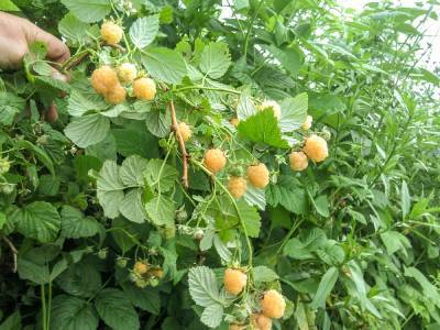 8 сортов желтой малины, которые вас не разочаруют - ogorod.ru
