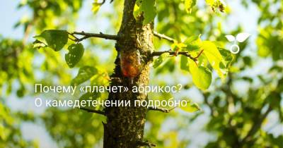 Почему «плачет» абрикос? О камедетечении подробно - botanichka.ru