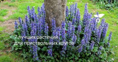 7 лучших растений для приствольных кругов - botanichka.ru