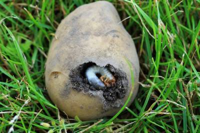 5 почвенных вредителей, которые лишают вас урожая картофеля и корнеплодов - ogorod.ru
