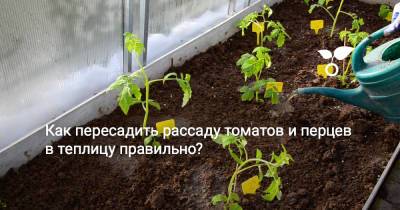 Как пересадить рассаду томатов и перцев в теплицу правильно? - botanichka.ru