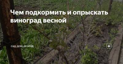 Чем подкормить и опрыскать виноград весной - zen.yandex.ru - г. Виноград
