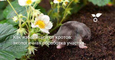 Как избавиться от кротов: экологичная обработка участка - botanichka.ru