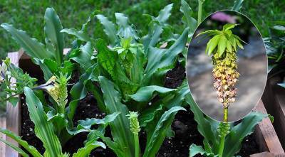 Эукомис, или ананасная лилия - необычное растение для сада, которое выращивают как гладиолусы - supersadovnik.ru - Юар