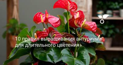 10 правил выращивания антуриума для длительного цветения - botanichka.ru