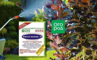 Есть нюансы: Фитоспорин-М – как правильно развести и использовать для защиты растений - ogorod.ru