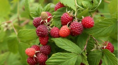 Как и чем подкормить малину весной для хорошего урожая сладких ягод - supersadovnik.ru