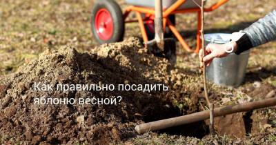 Как правильно посадить яблоню весной? - botanichka.ru
