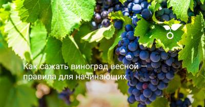Как сажать виноград весной — правила для начинающих - botanichka.ru - г. Виноград
