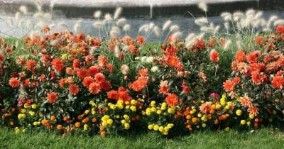 Лучшие низкорослые цветы для дачной клумбы, которые цветут все лето - rus.delfi.lv