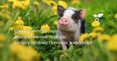 Самые интересные декоративные породы сельскохозяйственных животных - botanichka.ru - Россия