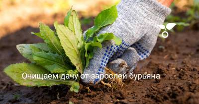 Очищаем дачу от зарослей бурьяна - botanichka.ru
