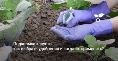 Подкормка капусты: как выбрать удобрения и когда их применять? - botanichka.ru