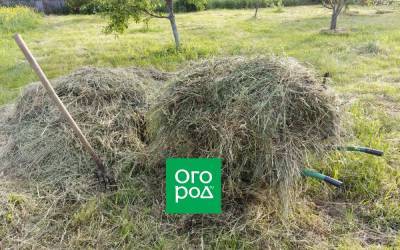 Можно ли мульчировать грядки травой с семенами? - ogorod.ru