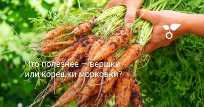 Что полезнее — вершки или корешки морковки? - botanichka.ru