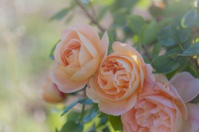 Как нужно поливать розы летом: 4 важных правила - belnovosti.by