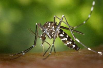 Как выгнать комаров из комнаты? - sad-dacha-ogorod.com