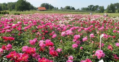12 мест в Латвии, в которых можно полюбоваться на цветущие пионы - rus.delfi.lv - Латвия - Рига