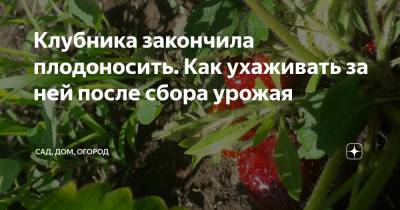 Клубника закончила плодоносить. Как ухаживать за ней после сбора урожая - zen.yandex.ru