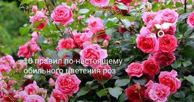 10 правил по-настоящему обильного цветения роз - botanichka.ru
