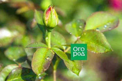 5 дел, которые нужно успеть сделать с розами до цветения - ogorod.ru