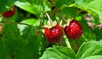 Как вырастить здоровую рассаду земляники из ягод - kp.ru